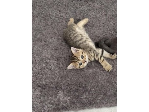 Golden british shorthair kedimiz
