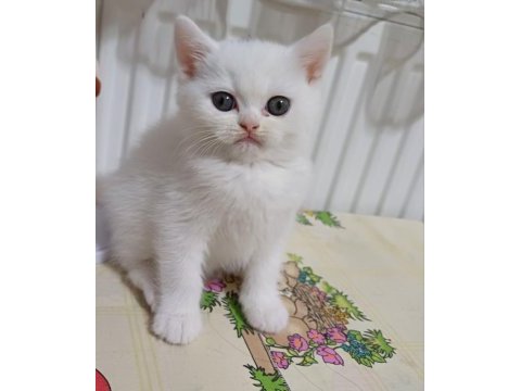 Yeni yuvasına hazır kedilerimiz