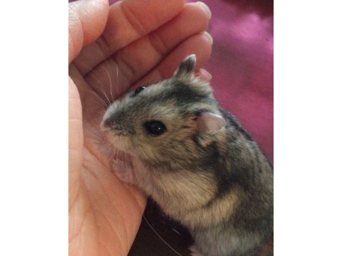 Hamster gonzales yavrularımız heryere gönderim