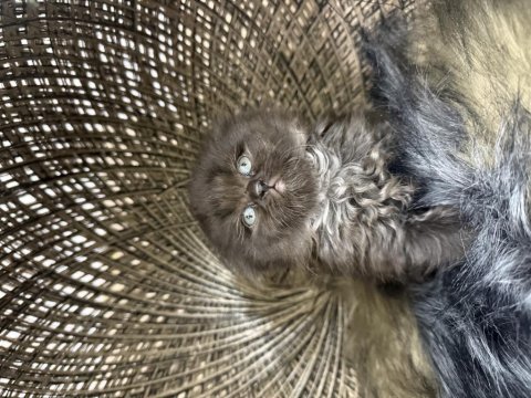 Türkiye de nadir cinnamon scottish fold