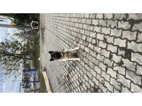 Amerikan akita