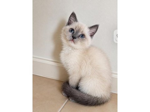 Safkan british shorthair yavru
