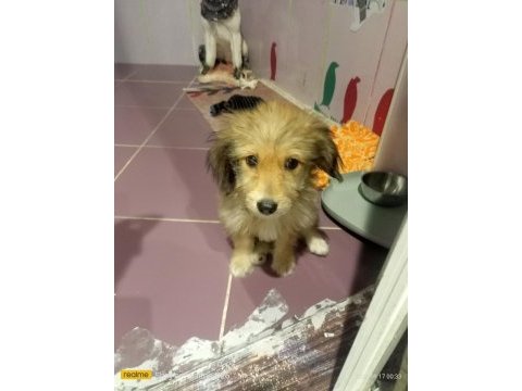 Köpeğimizle ücretsiz iyi bakacak olan ilgilensin lütfen