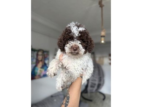 Minyatür poodle uygun