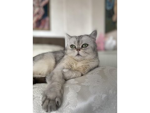 Kedimize kalıcı yuva arıyoruz