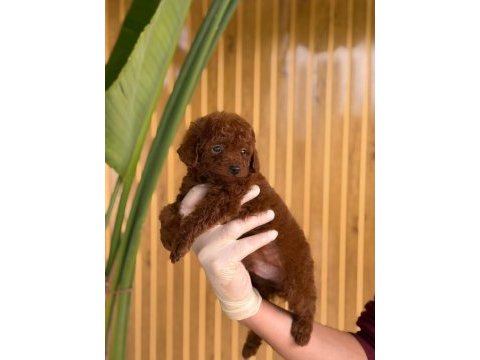 Toy poodle yavruları
