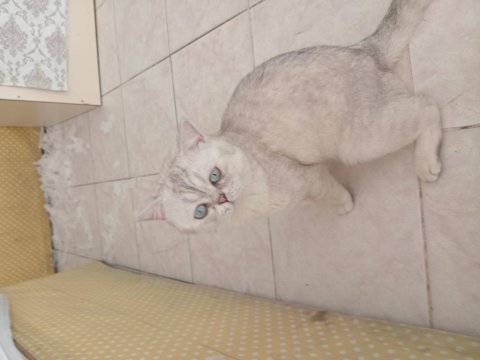 British shorthair blue point