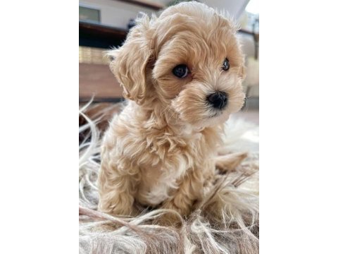 Aşılı pasaportlu maltipoo yavrularımız