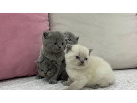Cins british shorthair yavrularımız yuvalarını arıyor