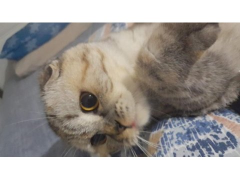 Scottish fold kızımıza damat arıyoruz