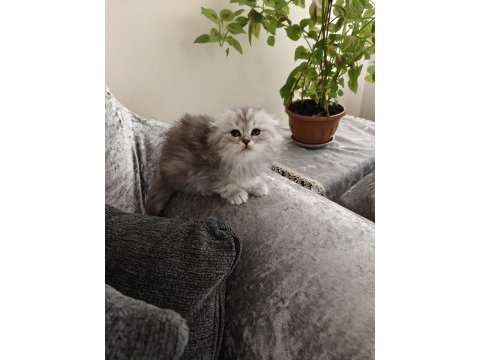 Scottish fold dişi