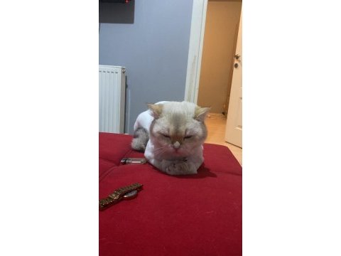 2 yaşında british shorthair