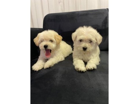 2 aylık yavru terrier yavrumuz