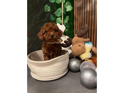 Ankara nın en güzel toy poodle yavruları