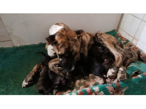 Safkan amerikan tiger presa canario