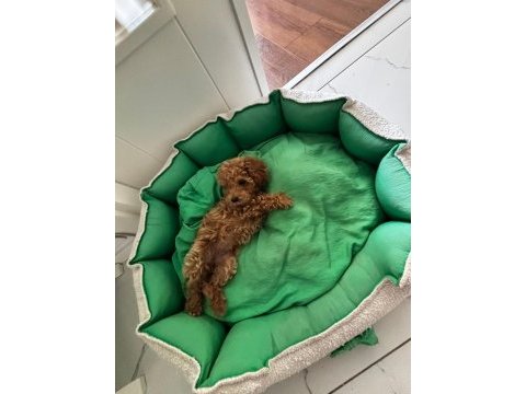 Teacup dişi kore poodle