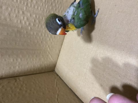 Çok güzel personat yeni yeme düşmüş yavru