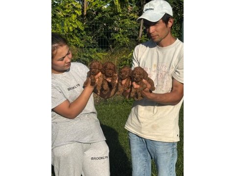 Toy poodle ırk ve sağlık garantili
