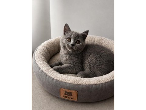 3 aylık british shorthair yavrular