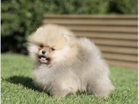 Mükemmel ayı surat boo pomeranian