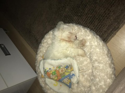 0 numara 2 aylık maltese yavru