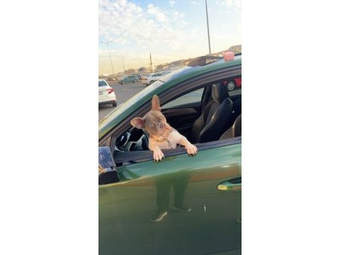 8 aylık dişi french bulldog
