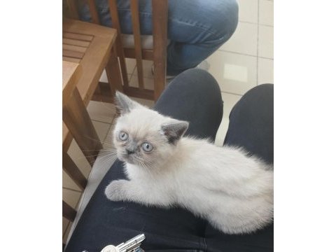 Güzeller güzeli british shorthair blue point yavrularım