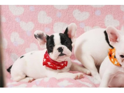 French bulldog yavruları