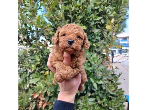 Kilo ve boy garantili poodle