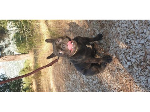 Kızanda french bulldog
