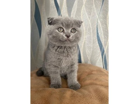 45 günlük erkek scottish fold (kırık kulak)