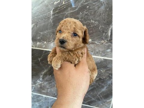 Orjinal minyatür toy poodle
