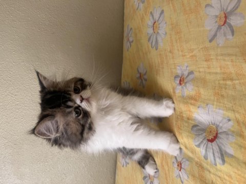Tamamen ücretsiz kedimiz için ulaşın