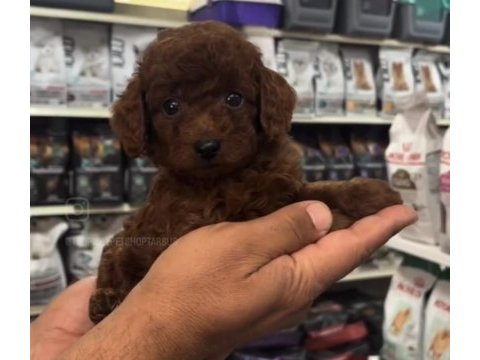 Safkan toy poodle yavrularımız
