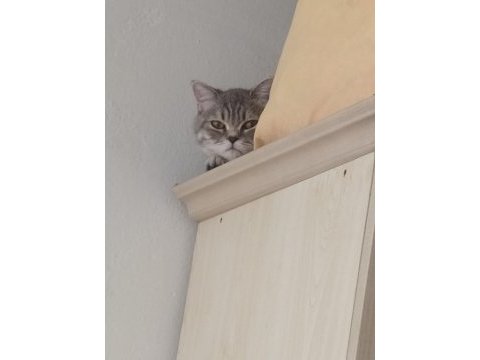 Erkek british shorthair 8-9 aylık