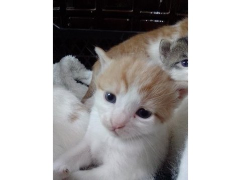 6 tane yavru kedimiz 4 haftalık