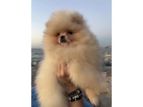 Pomeranian boo teddy face