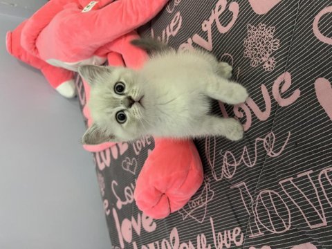 British shorthair yavrular