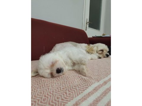 Erkek maltese yavrusu