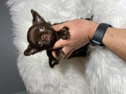 Elma kafa küt burun a kalite chihuahua yavrular