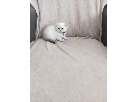 Son iki dişi scottish fold yavrum