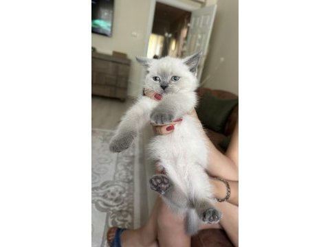 Beyaz british shorthair