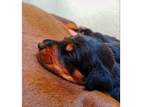 Hırslı doberman yavrular