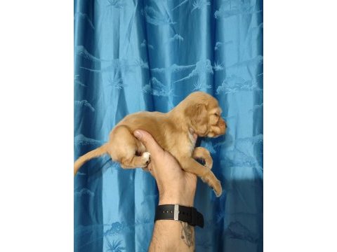 Safkan cocker yavrularımız sahiplendirilecektir