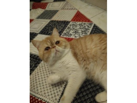 Exotic shorthair 1 yaşında