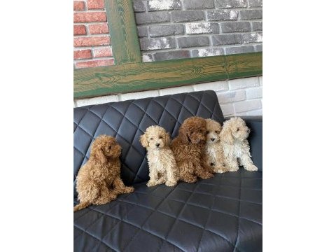 Shoooowwww maltipoo yavrular ankara mağazamızda