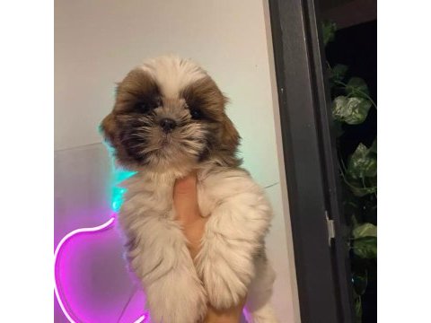 Safkan shih-tzu bebekler