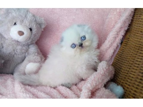 Harika bir yavru scottish fold