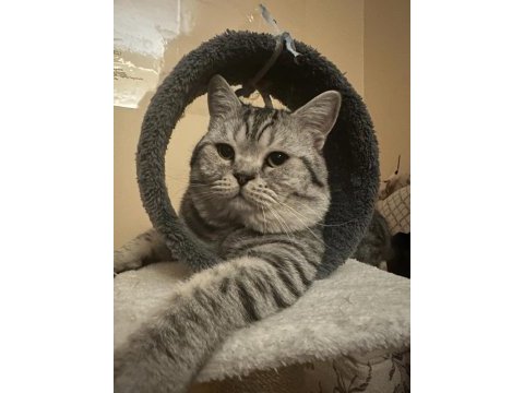British shorthair oğluma dişi arıyorum