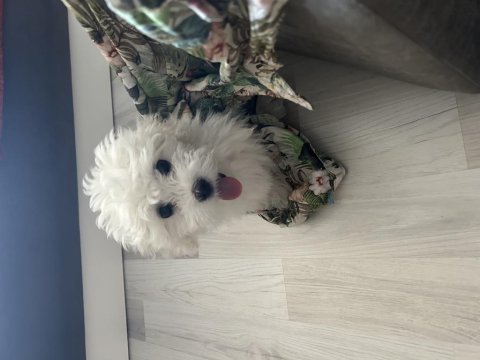 4 aylık terrier